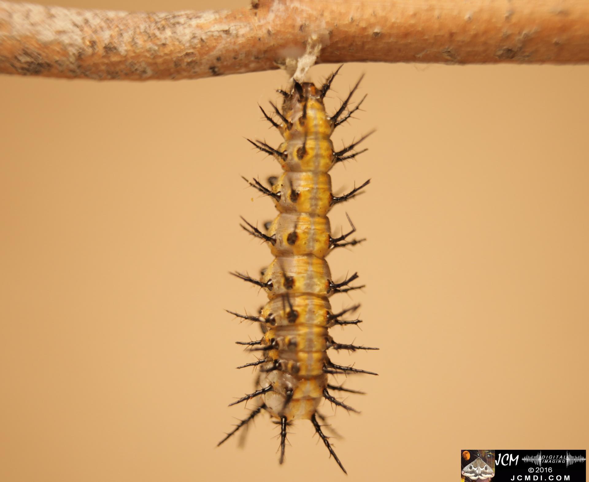 20160912-IMG_4265 Gulf Fritillary Butterfly hanging 5D.jpg
